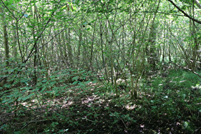 Parcelles de bois proche du Center Parc de l'Ailette.