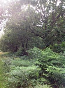 Bois Foret Domaine forestier Saint Guyomard