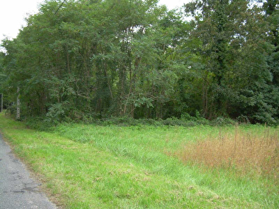 TERRAIN A BATIR CHAMPIGNY SUR VEUDE - 3017 m2
