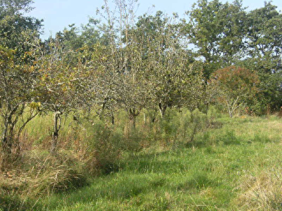 Terrain constructible SENE - 427,00 m2