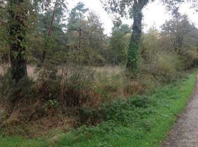 Bois de 10640 m2 a Pluherlin!