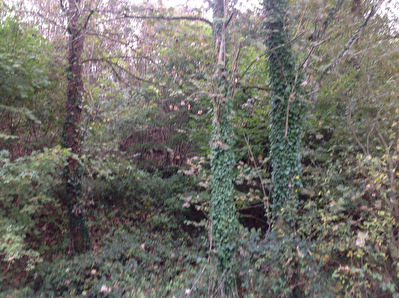 Bois de plus de 1 hectare 6
