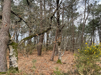 Bois de pins, campagne de Caden