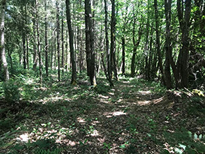Bois Douglas Saint Grave 2210 m2