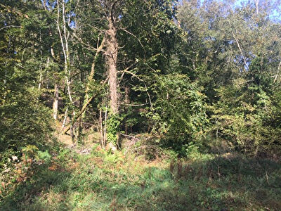Terrain Pluherlin 5820 m2