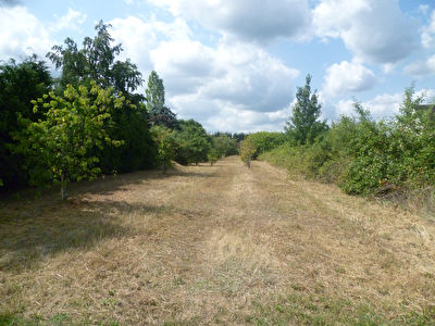 Terrain Olivet Sud -1000 m2 environ constructible - non viabilise -