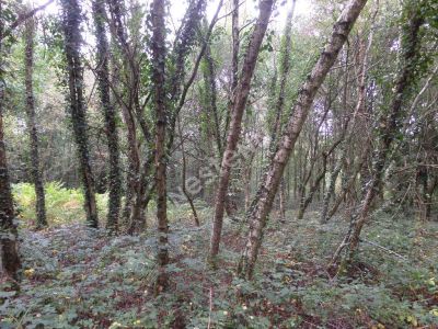 Terrain boise de 30 680 m2 a Guillac (56800)