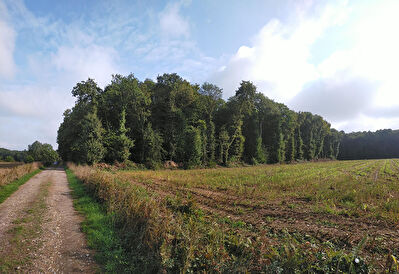 Terrain boise de 5343 m2 a Loyat (56800)