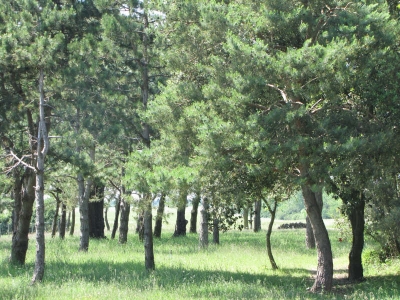 TERRAIN CONSTRUCTIBLE GIVRAND - 1802 m2