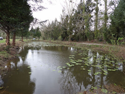 A VENDRE etang a DINGE