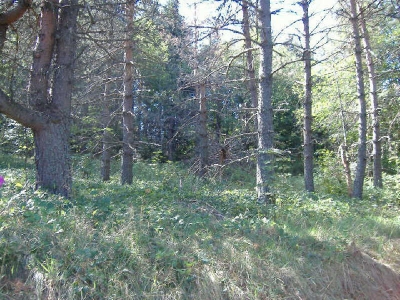 TERRAIN CONSTRUCTIBLE LE CHAMBON SUR LIGNON - 2386 m2