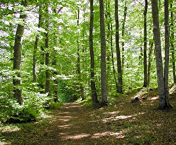 PARCELLE BOISEE VIARMES