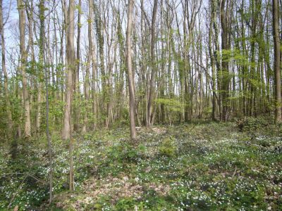 TERRAIN NON CONSTRUCTIBLE LUZARCHES