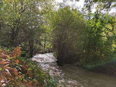 Terrain boise a vendre Moustoir-ac
