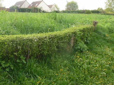 TERRAIN A BATIR FREMECOURT - 927 m2
