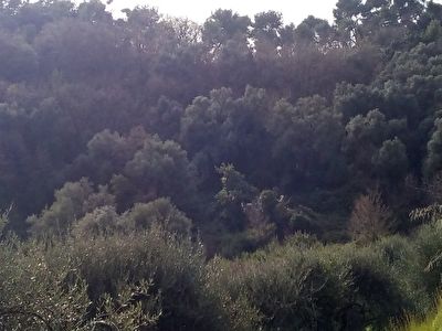 Domaine forestier Menton 2697 m2