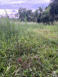 97437 SAINTE ANNE - Terrain