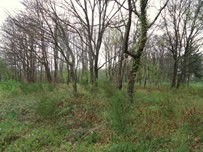 TERRAIN A BATIR CAZERES - 3475 m2