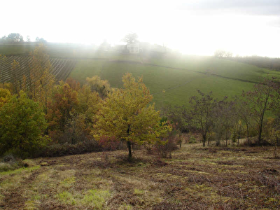TERRAIN A BATIR MOISSAC - 5000 m2