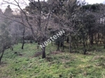 66740 MONTESQUIEU DES ALBERES - Terrain