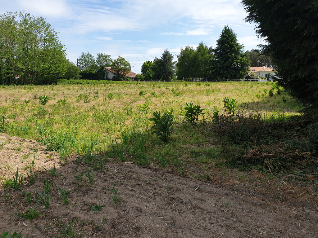 Terrain Cassen 1700 m2 Terrain Cassen 1700 m2