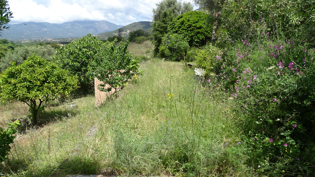 Bastelicaccia agréable terrain constructible ensoleillé de 1315 m2 Bastelicaccia agréable terrain constructible ensoleillé de 1315 m2