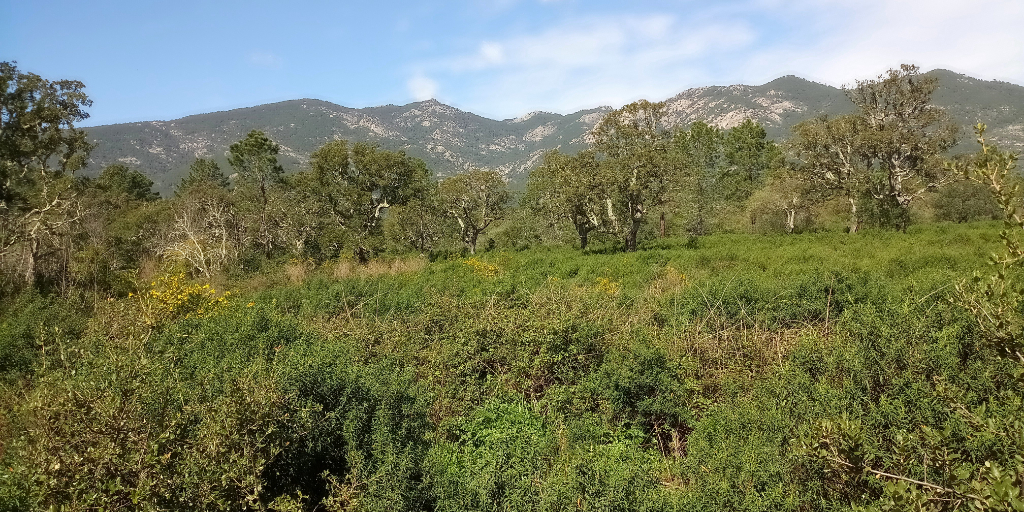 PORTO-VECCHIO Terrain 7000m² sans mitoyenneté PORTO-VECCHIO Terrain 7000m² sans mitoyenneté