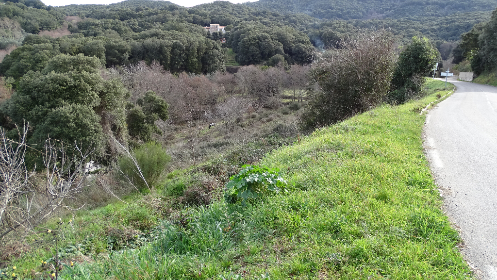 Terrain Petreto Bicchisano 1778 m2 Terrain Petreto Bicchisano 1778 m2