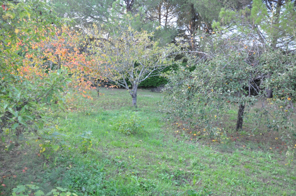TERRAIN PLAT ARBORE TERRAIN PLAT ARBORE