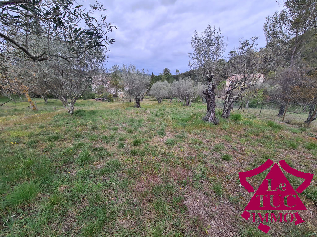 TERRAIN ARBORE TERRAIN ARBORE