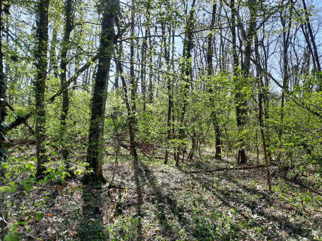A 5 min de MEXIMIEUX - Terrain de loisirs de 1 590 m² A 5 min de MEXIMIEUX - Terrain de loisirs de 1 590 m²